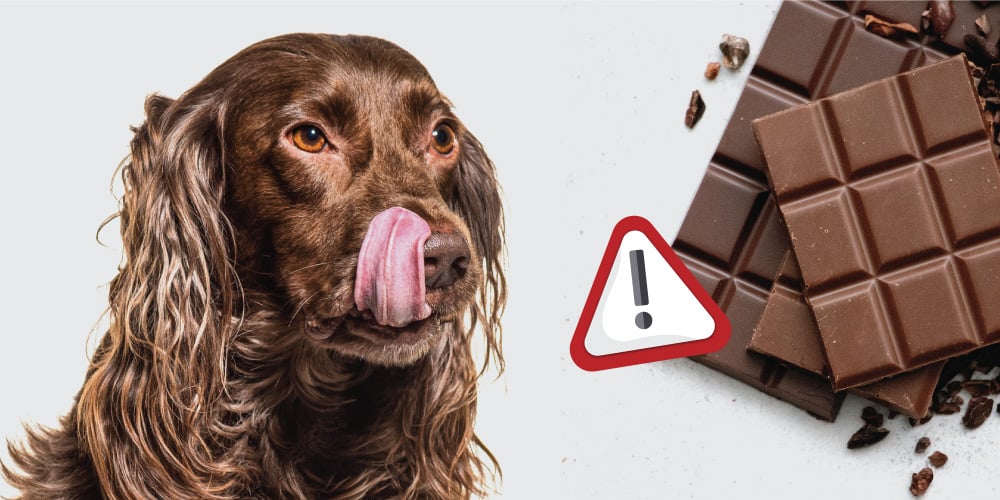 Why Dogs Can't Eat Chocolate - Explained | VetShopAustralia