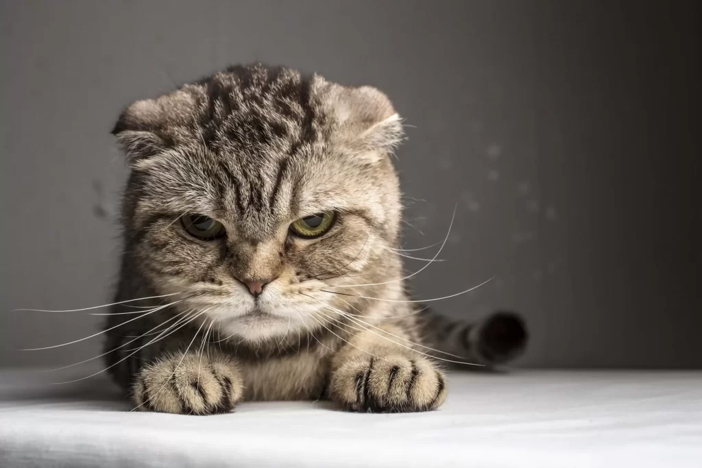 angry cat 2 scaled 1