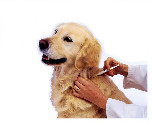 Các câu hỏi thường gặp khi tiêm phòng cho chó – Bệnh viện thú y Mỹ Đình