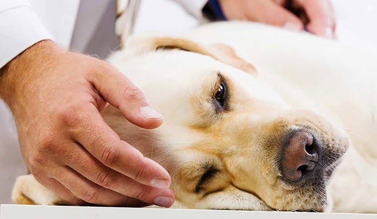 Bệnh Care ở chó: Nguyên nhân gây bệnh và cách chữa trị bệnh
