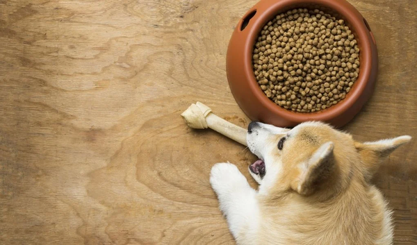 Chó Corgi Ăn Gì Để Có Sức Khỏe Tốt? - Paddy – Paddy Pet Shop
