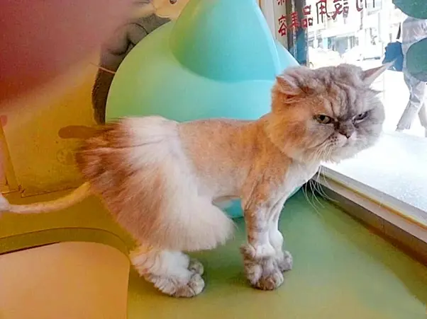 Bật Mí Các Kiểu Cạo Lông Cho Mèo Đẹp Và Được Ưa Chuộng Nhiều Nhất