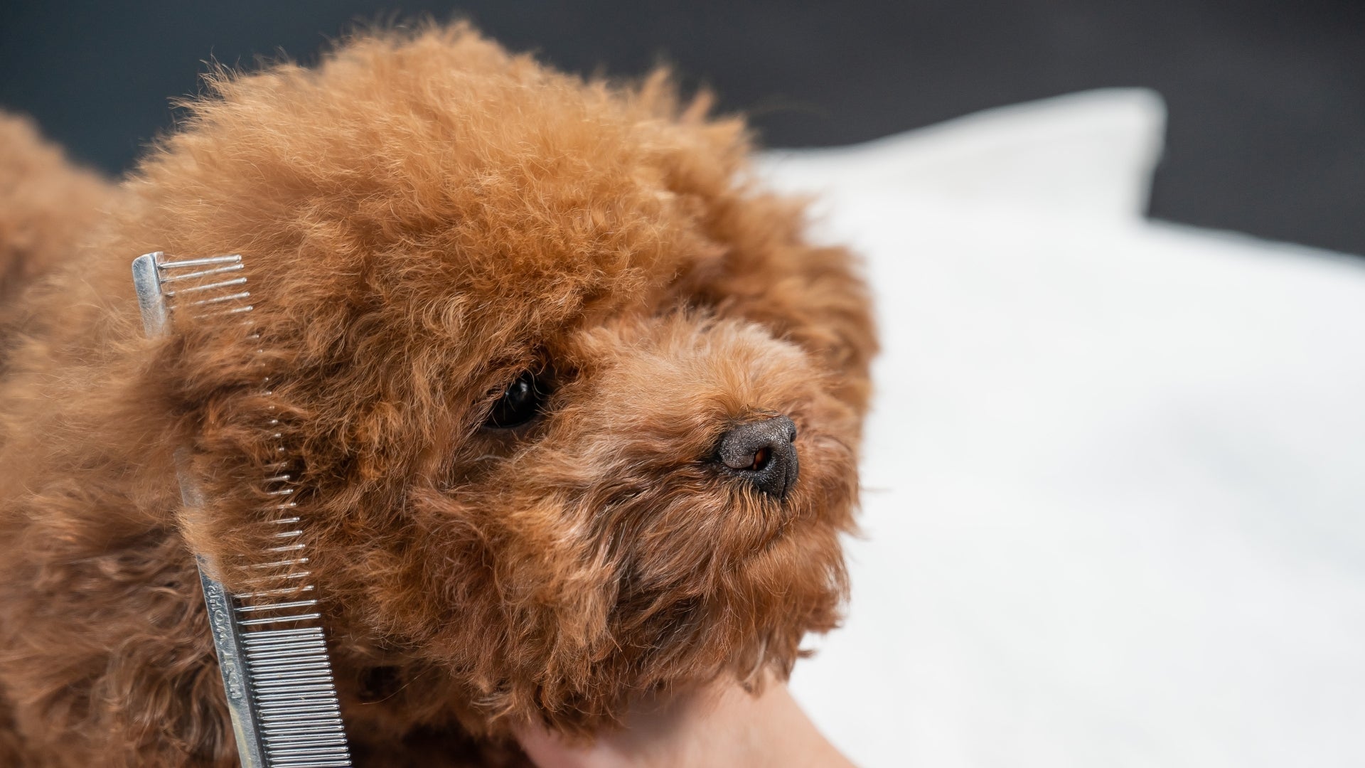 Cách Chải Lông Cho Chó Poodle Bông Xù Như Spa – Pi Sà Pet