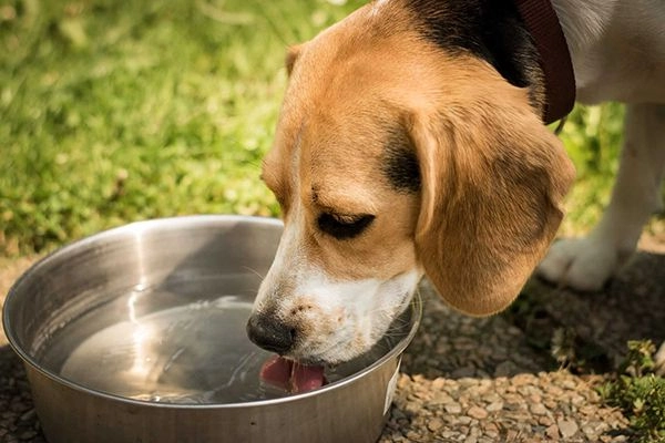 Hướng Dẫn Cách Cho Chó Uống Nước Đơn Giản Dễ Dàng