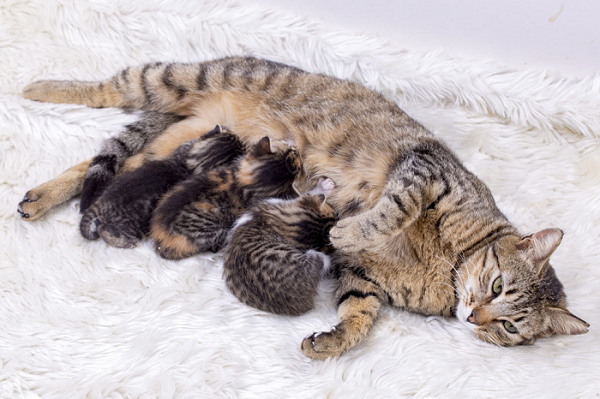 Thời gian mang thai của mèo - cách chăm sóc mèo bầu Cutepets - Pet shop &  Grooming Spa Thú cưng Hà Nội