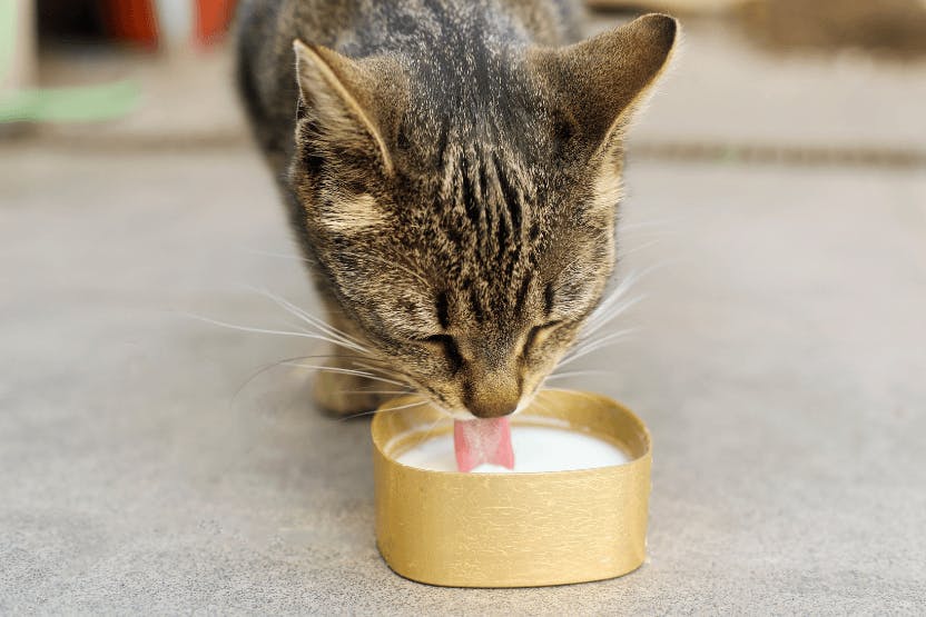 Can Cats Eat Yogurt?
