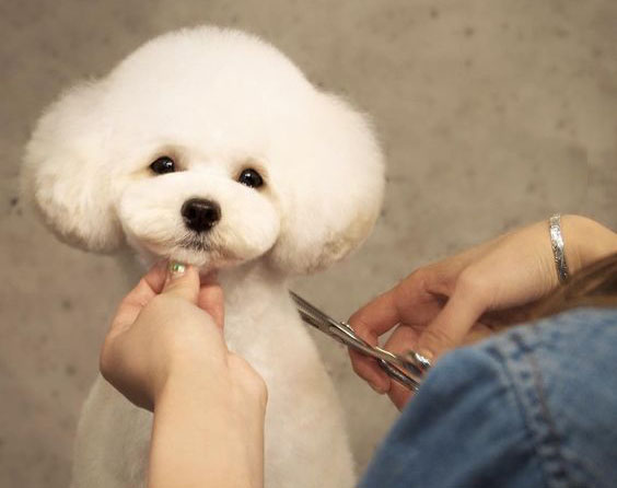 cat tia long cho cho poodle