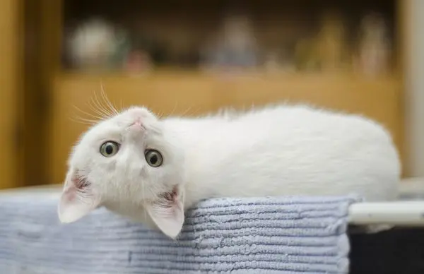 Chi phí nuôi mèo mỗi tháng cần bao nhiêu? - Nhà Của Pet