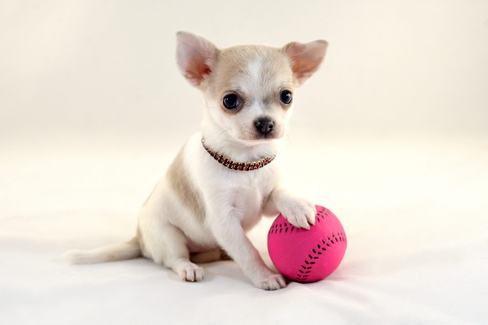 How Important Is Play In A Chihuahua's Life?