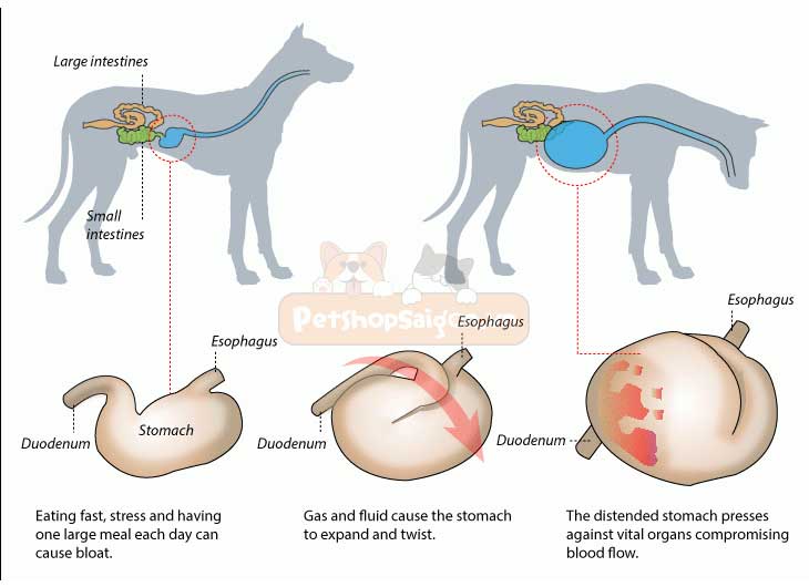 15 nguyên nhân khiến chó bị bụng to | PetshopSaigon.vn