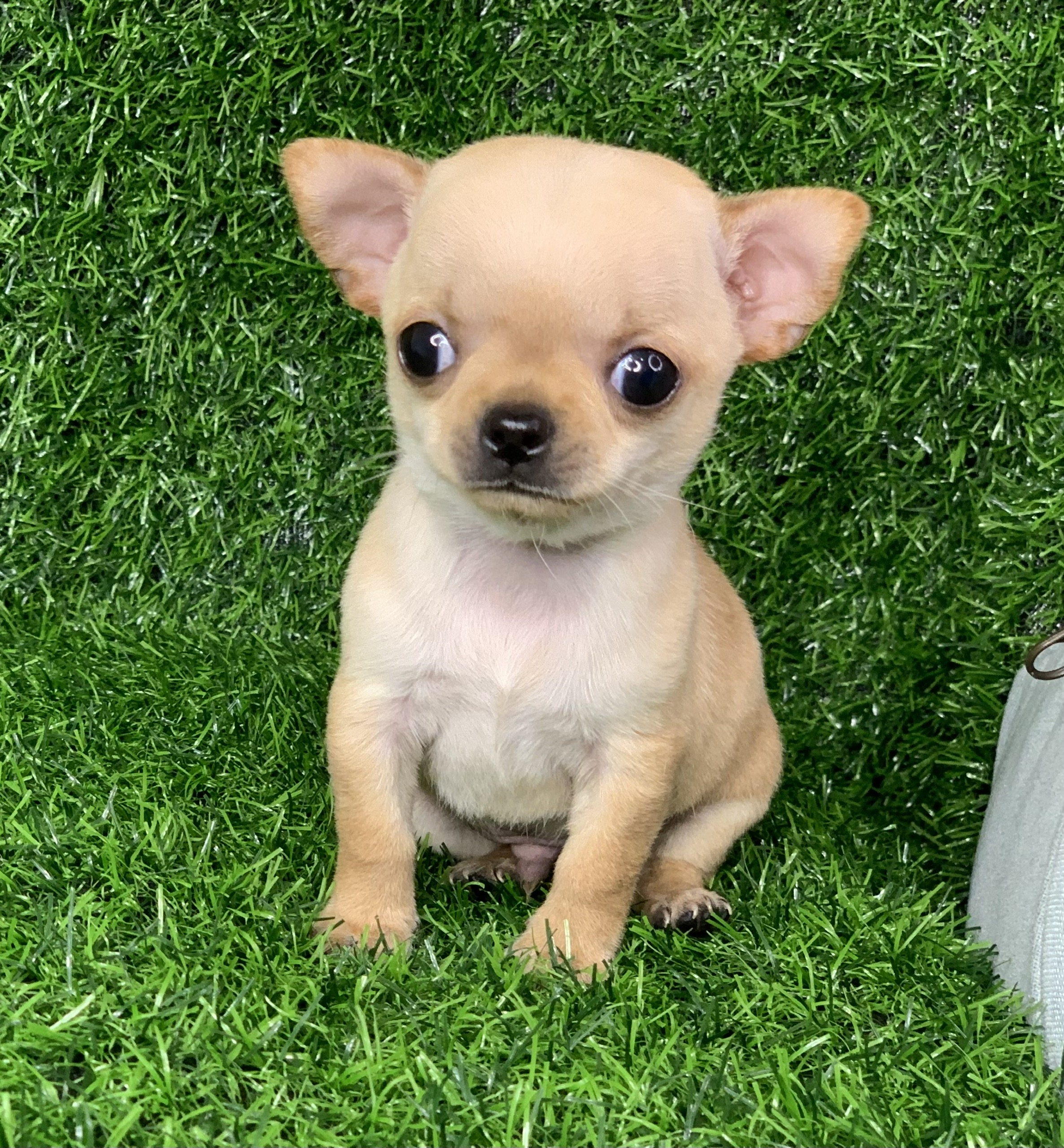 cho chihuahua