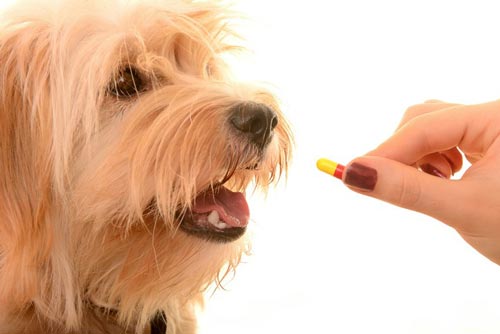 Cho chó uống thuốc tẩy giun quá liều có làm sao không?