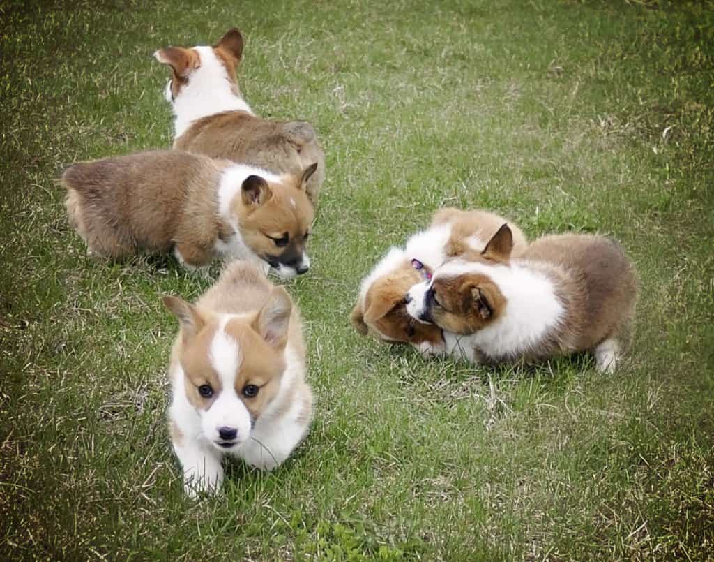 Hướng Dẫn Chi Tiết Cách Chăm Sóc Chó Corgi Trước, Trong Và Sau Khi Sinh