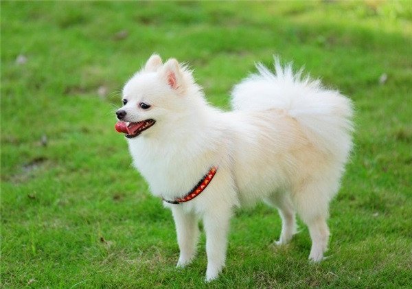 Bật mí bí mật của giống phốc sóc l Bệnh viện thú cảnh Dreampet