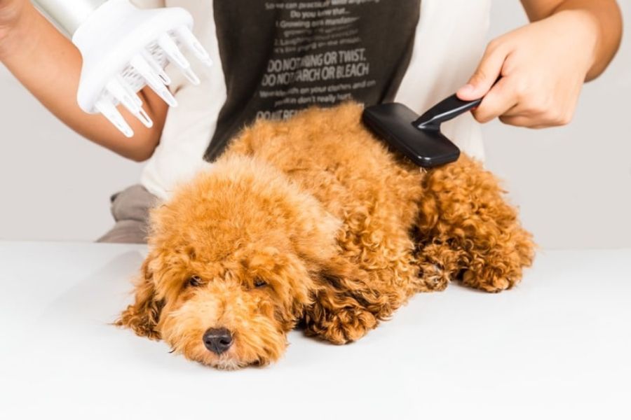 cho poodle rung long do viem tuyen ba nhon