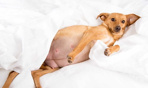 Nguyên nhân và cách điều trị tình trạng chướng bụng ở chó - Pet House - Cửa  hàng thú cưng và phụ kiện