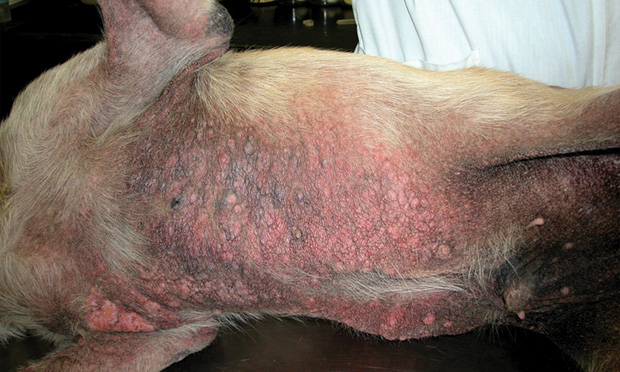 coc sarcoptic mange fig 2 0 18681 article