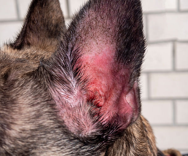 Otitis Externa: Understanding the Multifactorial Ear Disease | MiDOG Animal  Diagnostics