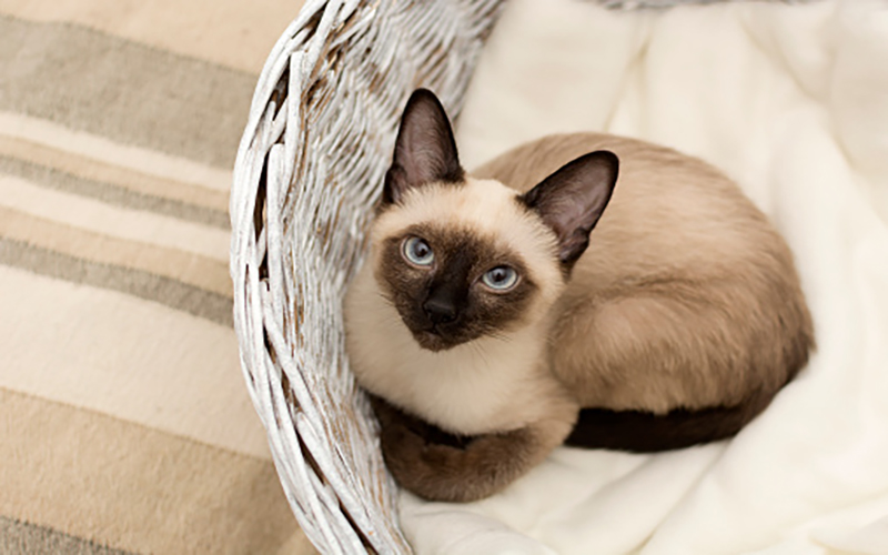Đặc điểm, giá và cách nuôi mèo Mèo Xiêm (Siamese Cat)