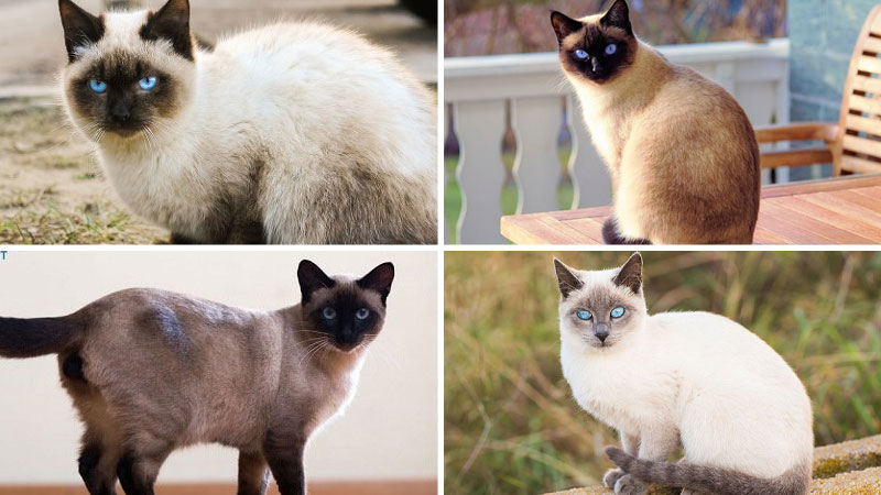 dac diem gia va cach nuoi meo meo xiem siamese cat 202203301418388182