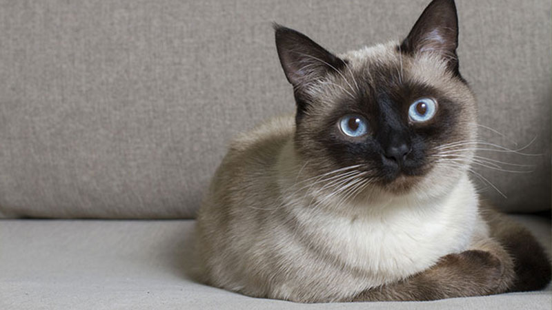 Đặc điểm, giá và cách nuôi mèo Mèo Xiêm (Siamese Cat)