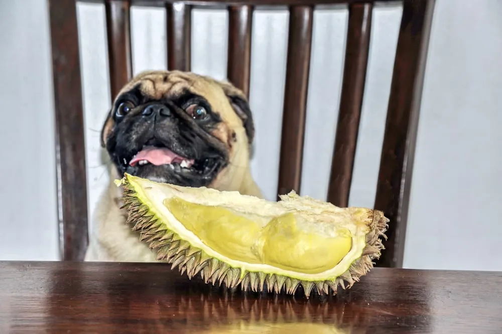 Can dogs eat durian? — Modern Vet