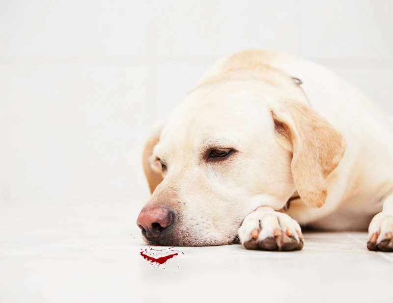dog throwing up blood