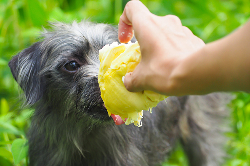Can dogs eat durian? | Pet Master Singapore