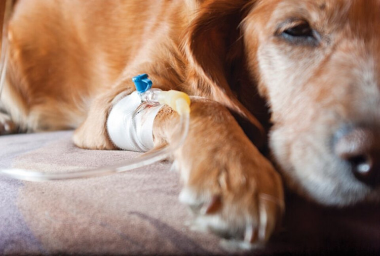 Leptospirosis in Dogs: Symptoms, Treatment & How to Save on Costs | Pawlicy  Advisor