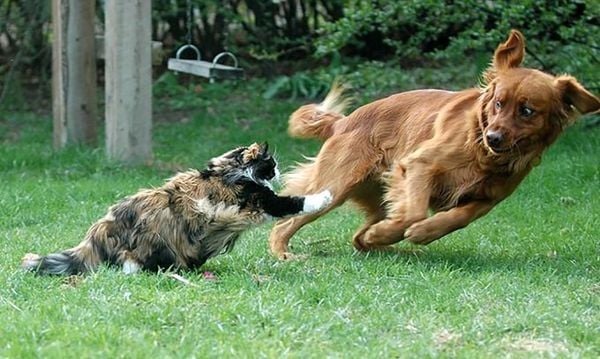 VÌ SAO CHÓ MÈO NHÀ TÔI GHÉT NHAU? – Pet Choy