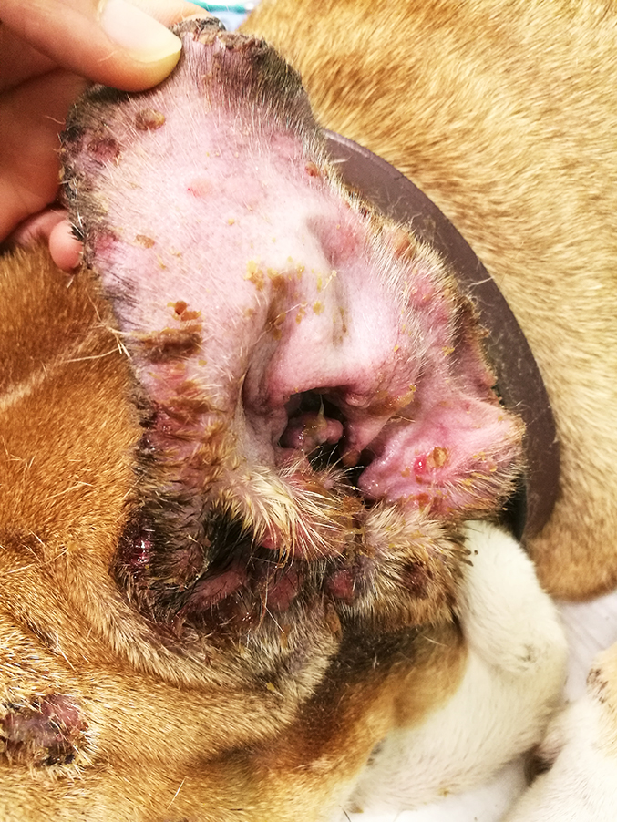 Otitis Media Dog Outer Ear Infection Treatment Deals (Otitis externa in  dogs home treatment clearance)