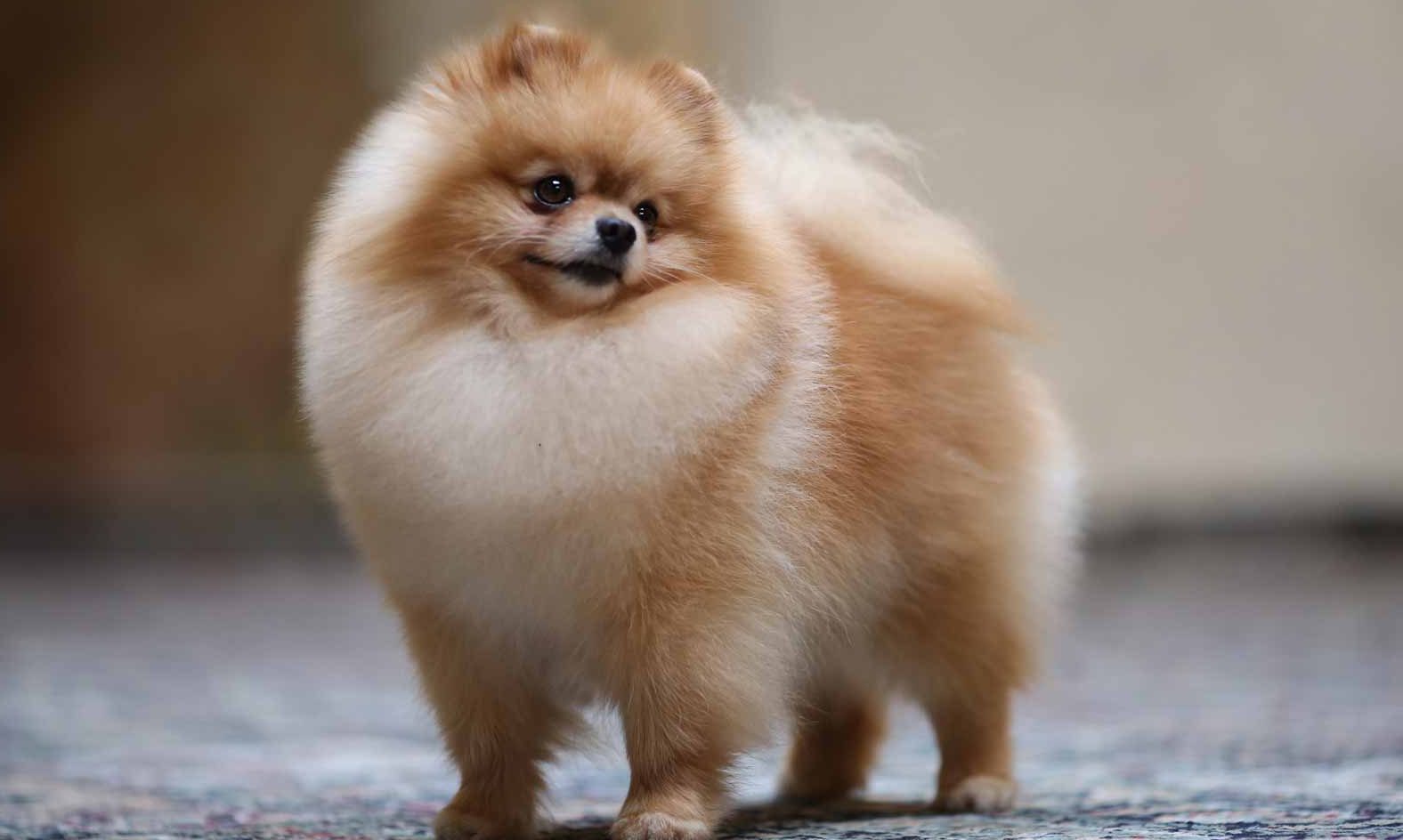 Chó Phốc Sóc (Pomeranian): Đặc điểm, giá tiền và cách nuôi – Pet's Home