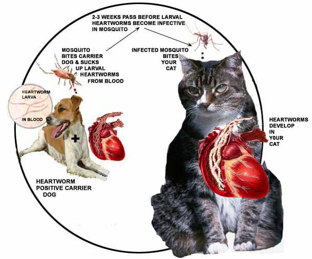 heartwormsCat cyclicimageLgfl