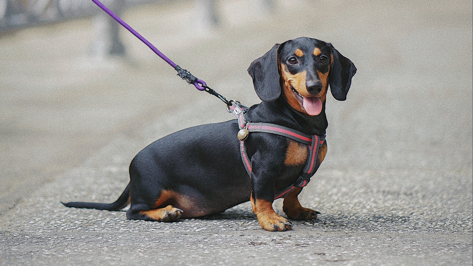 Chó xúc xích? Chó lap xưởng? Giống chó thú vị có thể bạn chưa biết – Pet's  Home