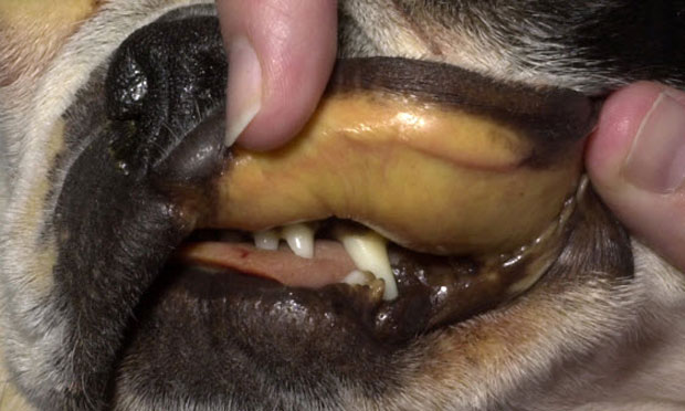 Leptospirosis in Dogs