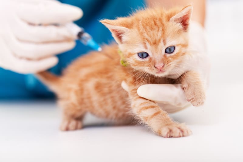 Phản ứng phụ sau tiêm phòng cho Chó Mèo và Cách xử lý đúng đắn