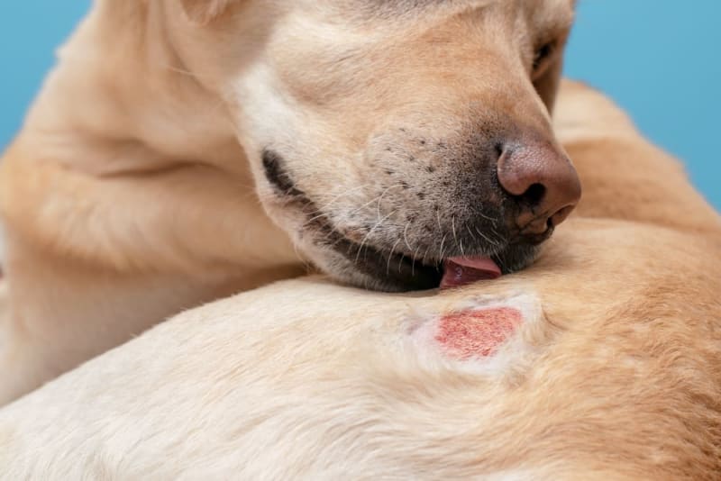 Demodectic Mange in Dogs: Understanding the Condition | Our Long Island Vets
