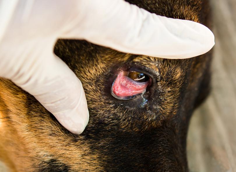 Is Cherry Eye Contagious?