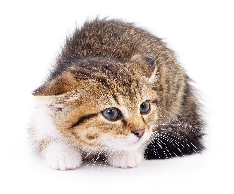 vetline Akademie - Stress pur: Ängstliche Katzen beim Tierarzt
