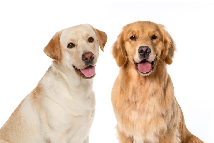 Sự khác biệt giữa chó Golden và Labrador