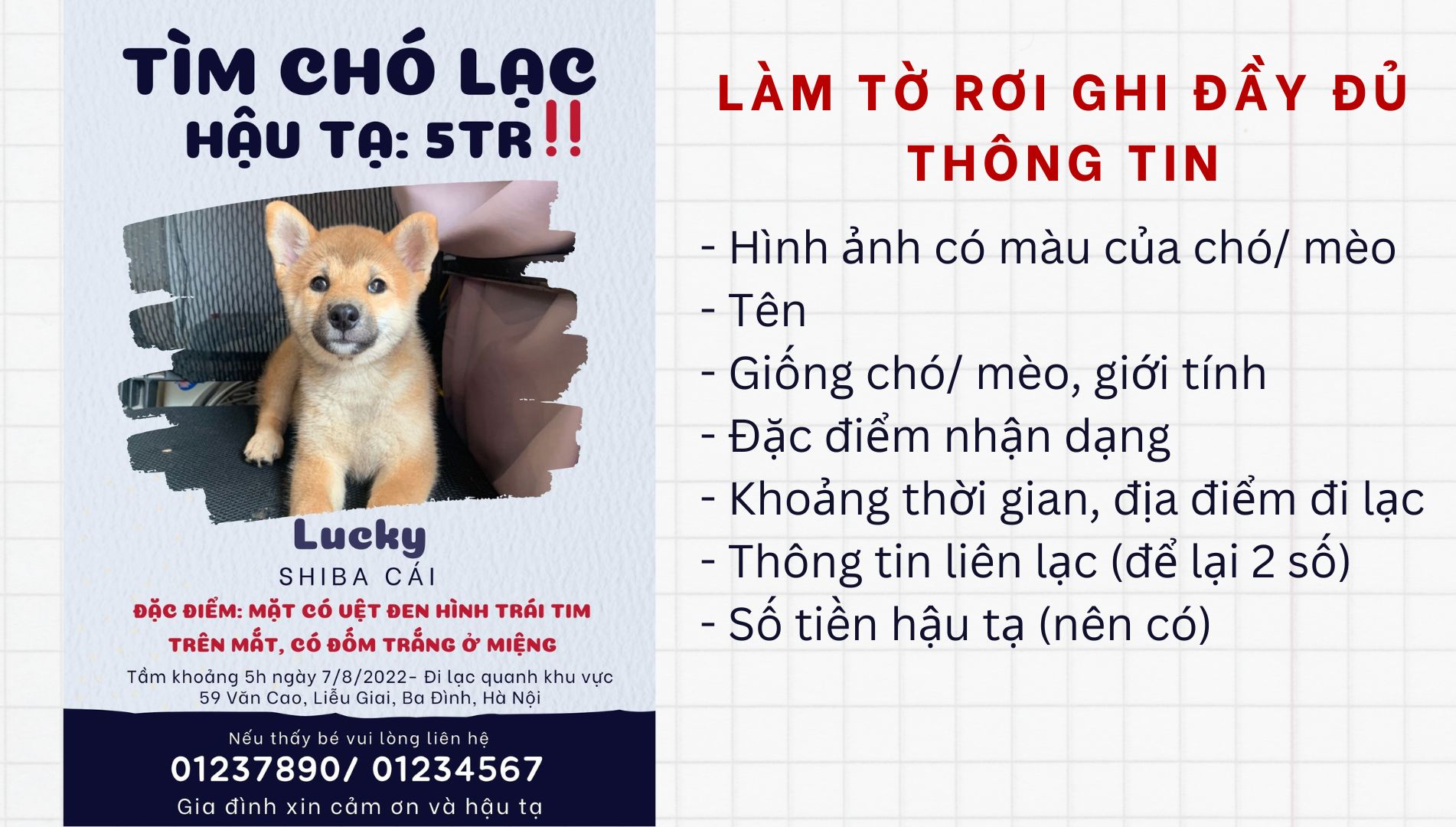 Tổng Hợp Kinh Nghiệm Tìm Chó Mèo Lạc - AZPET