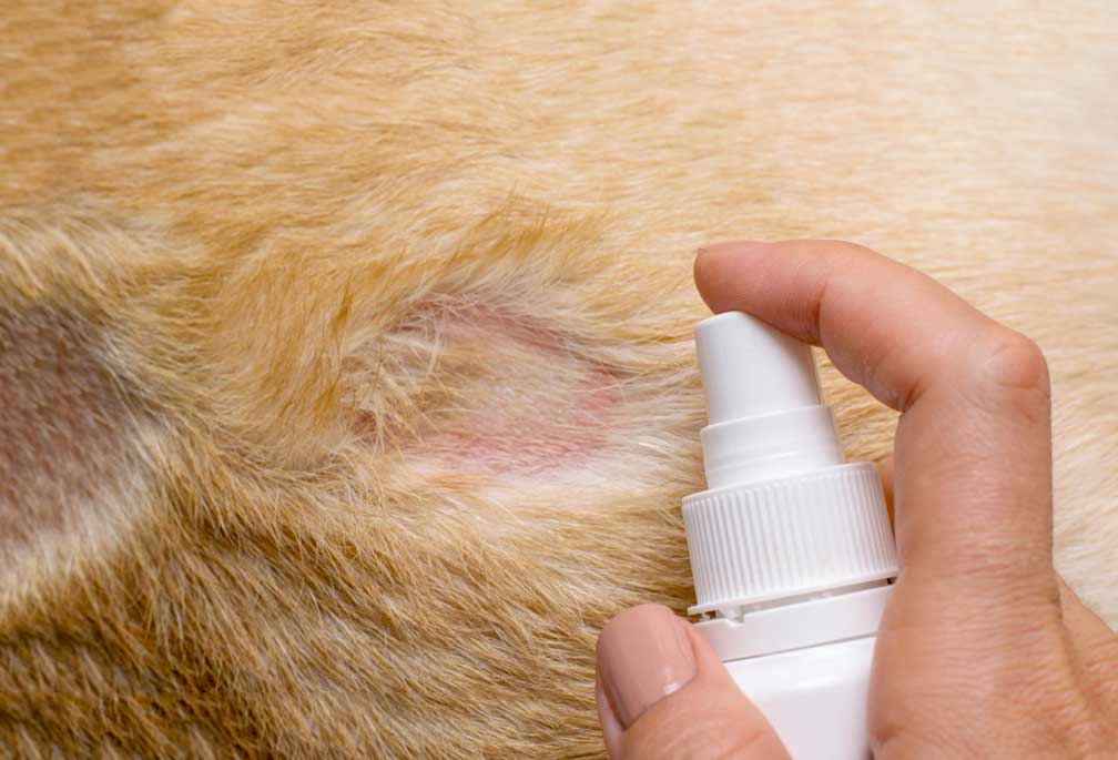 Cách điều trị nấm mèo hiệu quả - 2VET