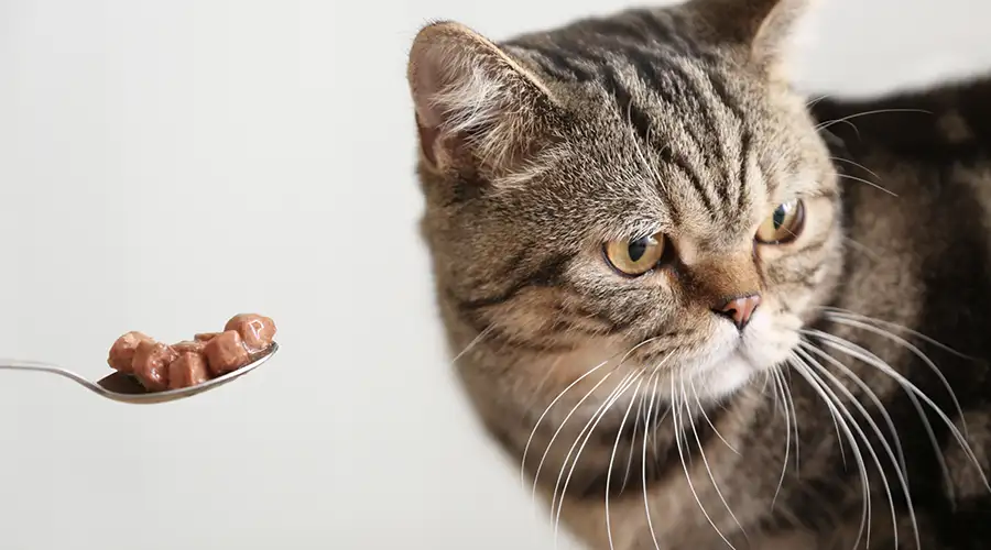 Lật tẩy” nguyên nhân khiến mèo biếng ăn và cách đối phó