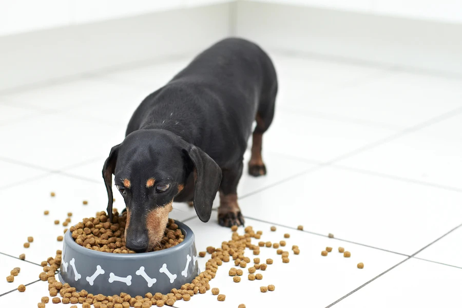 Mini Dachshund Feeding Guide | Hypro Premium
