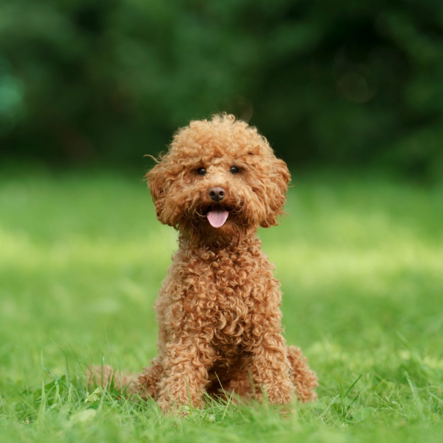 miniature poodle 900x900 crop