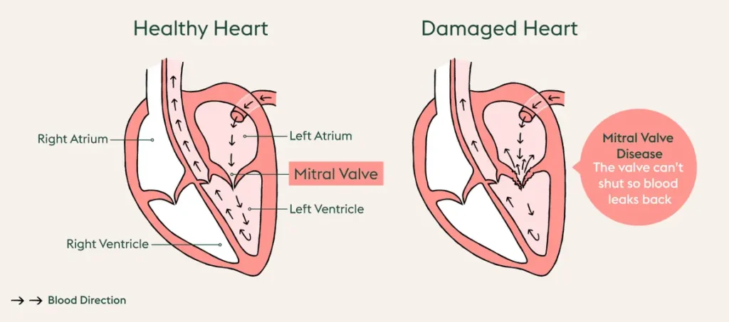 Heart Disease In Dogs, Causes, Diagnosis and Treatment​ – SPA DU MAROC