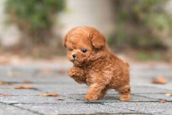 Các Dòng Chó Poodle Được Yêu Thích Nhất - Paddy – Paddy Pet Shop