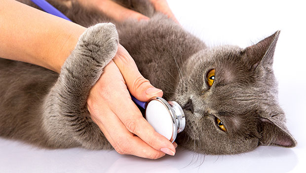 Những bệnh thường gặp ở mèo và cách xử lý - PetCare