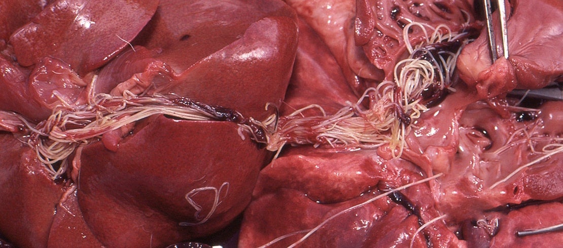 How Is Heartworm in Cats Different from Heartworm in Dogs?
