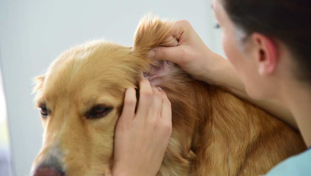 Moving away from antimicrobials for otitis externa cases - Veterinary  Practice